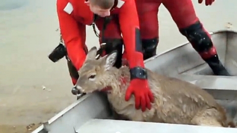 '살얼음' 호수에 빠진 사슴 구조한 시민