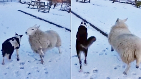 '양치기가 되고 싶은 양' 나도 개처럼 뛸거야