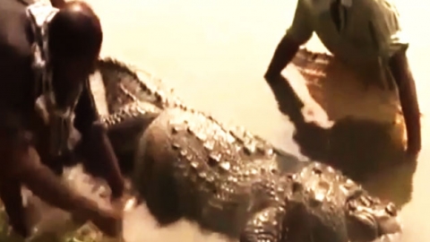 100살 악어 '배 터져' 죽은 사연