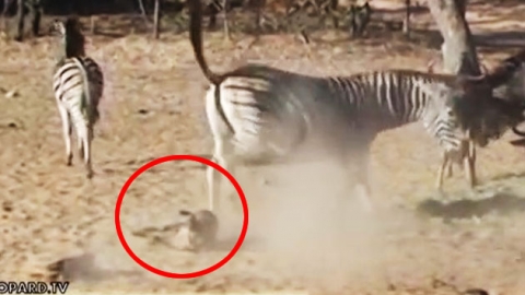 얼룩말 금메달감 뒤차기에 '대자로 뻗은 멧돼지'