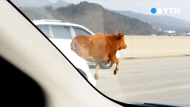 [이 시각 제보영상] 고속도로를 달리는 소