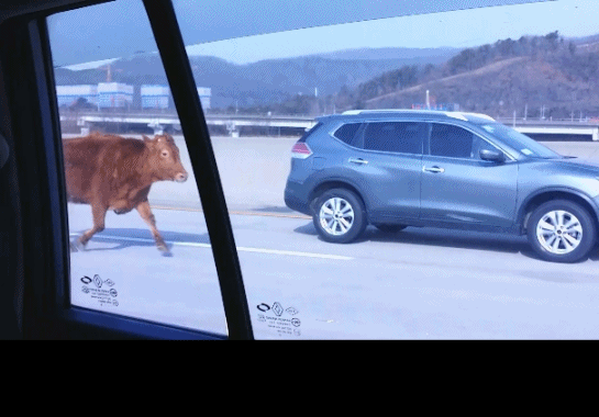 [제보영상] 황소는 어쩌다 고속도로를 달렸을까요