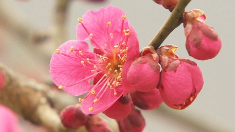 남녘에서 들려오는 봄꽃 소식