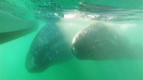회색고래 수천 마리, 멕시코 고래 보호구역 출현