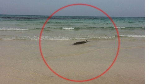 [제보영상] 해수욕장에 떠밀려온 돌고래