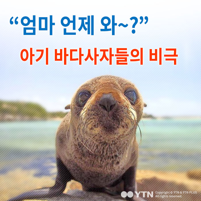 [한컷뉴스] "엄마 언제와?" 아기 바다사자들의 비극
