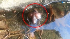 겨울잠 깬 개구리 "시멘트 독에 혹부리 됐어요"