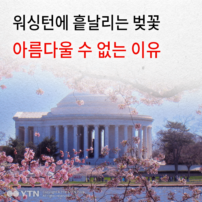 [한컷뉴스] 워싱턴에 흩날리는 벚꽃 '불편한 진실'