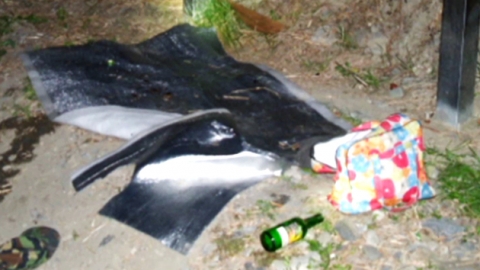 복어·복어알 먹고 남녀 2명 사망