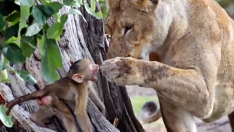 사자랑 친구 먹은 아기 원숭이 '진짜 친해보여'