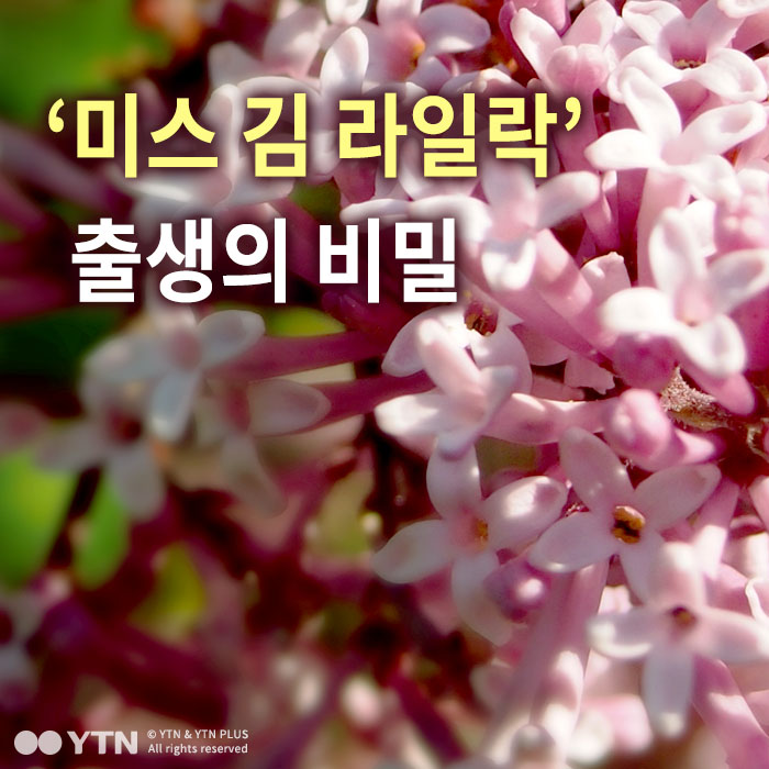 [한컷뉴스] '미스김 라일락' 출생의 비밀