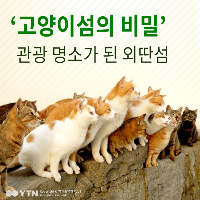 [한컷뉴스] '고양이섬의 비밀' 관광 명소가 된 외딴섬