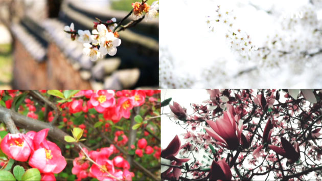 [영상] YTN 봄꽃 인증샷 보내기