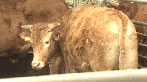 송아지 생산 줄어...소 사육 2년 넘게 감소세