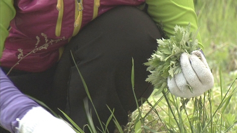 "하천·도로변 봄나물 10% 중금속 오염"