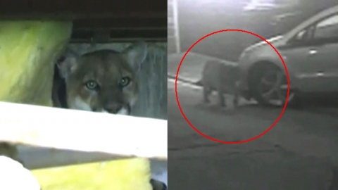 퓨마, 美 LA 인근 민가에 잠입