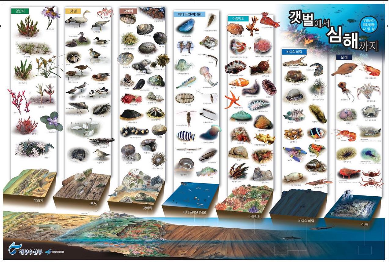 1만 3천여 종류 해양생물 소개 '갯벌에서 심해까지' 발간