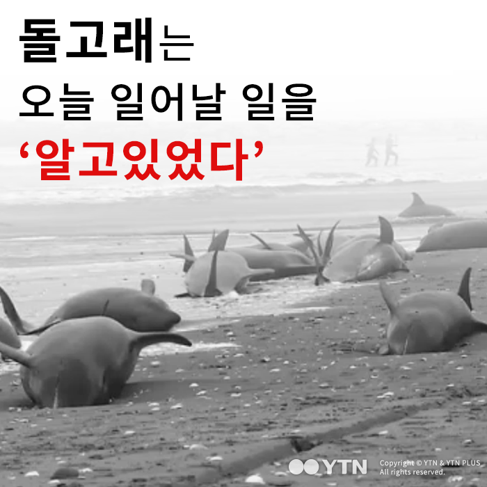 [한컷뉴스] 돌고래는 오늘 일어날 일을 '알고있었다'