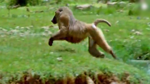 개코원숭이의 플라밍고 사냥…날렵하게 '홱'