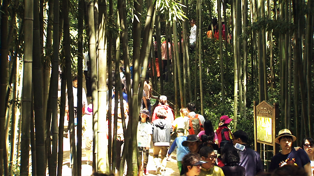 미리 보는 담양 세계대나무박람회