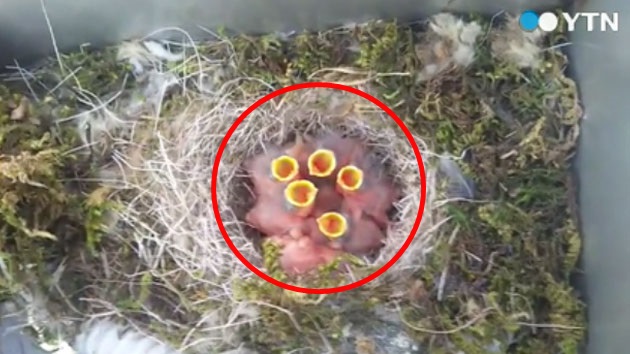 [영상] CCTV 박스에 아기새 둥지 '뭉클한 모성'
