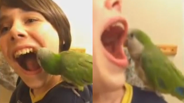 흔들리는 치아 뽑는 앵무새