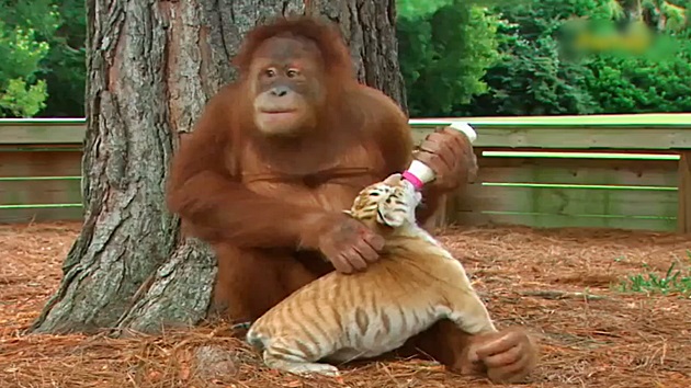 호랑이의 엄마가 된 오랑우탄…'우쭈쭈 맘마 먹자'