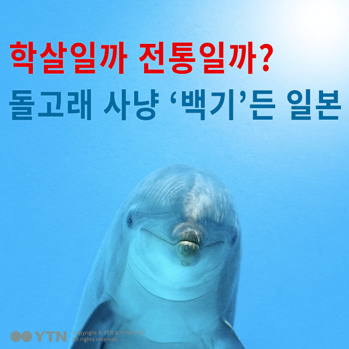 [한컷뉴스] 학살일까 전통일까? 돌고래 사냥 '백기' 든 일본