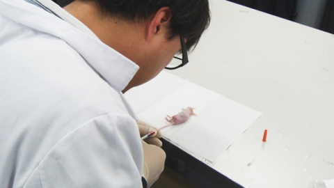 의학계, 사람 세포 이식받은 실험용 쥐 주목