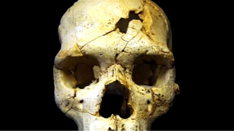 인류 첫 살인 희생자 두개골, 스페인서 발견