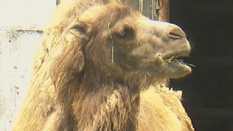 "4살 미만 낙타가 메르스 옮기는 주범"