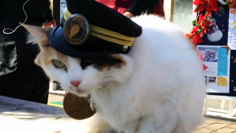 일본 '고양이 역장' 죽음에 애도의 물결