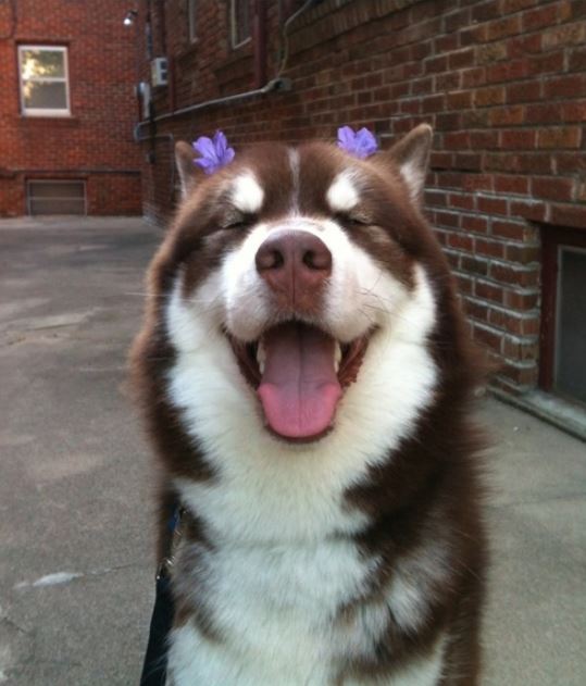 호불호가 확실한 강아지 "꽃 좋아·눈 싫어"