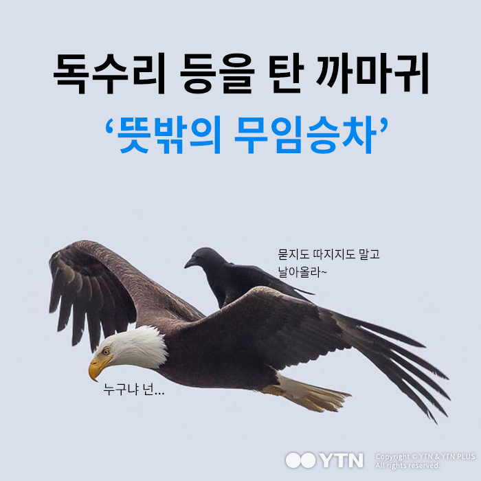 [한컷뉴스] 독수리 등을 탄 까마귀 '뜻밖의 무임승차'