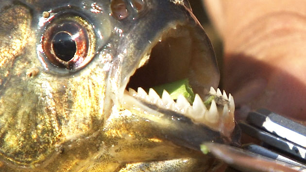 식인 물고기 '피라니아' 휴가철 활동 가능성