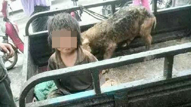돼지우리에서 먹고 자고 7년...중국 아동 학대 충격