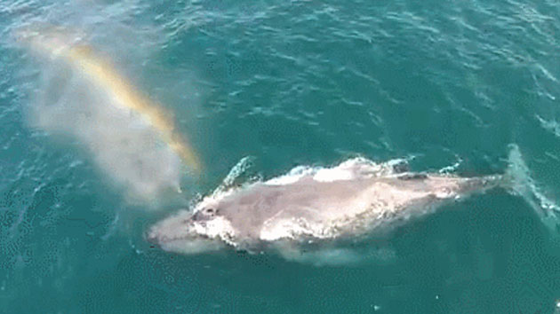 일곱 빛깔 무지개 내뿜는 혹등고래의 비밀 | YTN