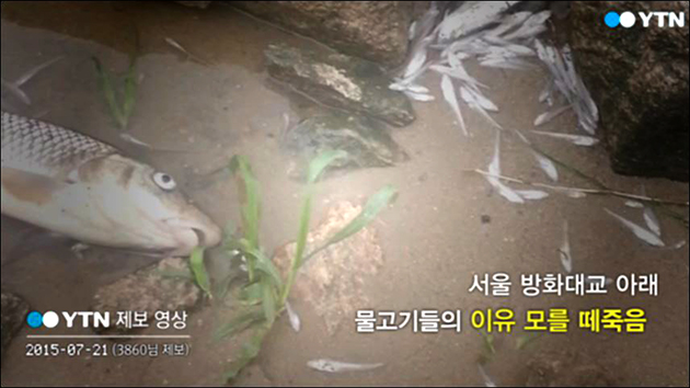[제보영상] 방화대교 아래 떼죽음 당한 물고기들