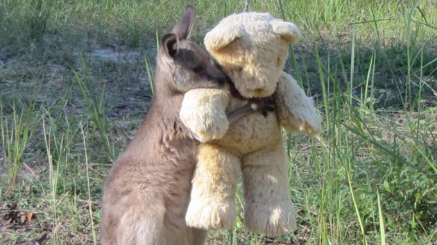 '곰 인형을 꼬옥' 아기 캥거루의 슬픈 사연 | YTN