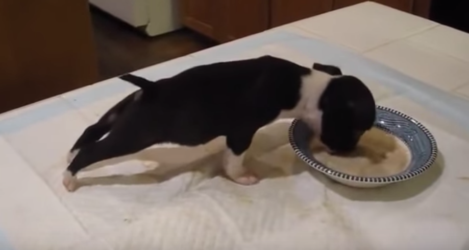 밥 먹다 접시에 빠진 강아지 '너무 맛있어서…'