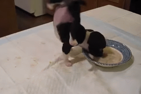 밥 먹다 접시에 빠진 강아지 '너무 맛있어서…'