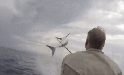 공중제비 도는 청상아리 등장에 '혼비백산'