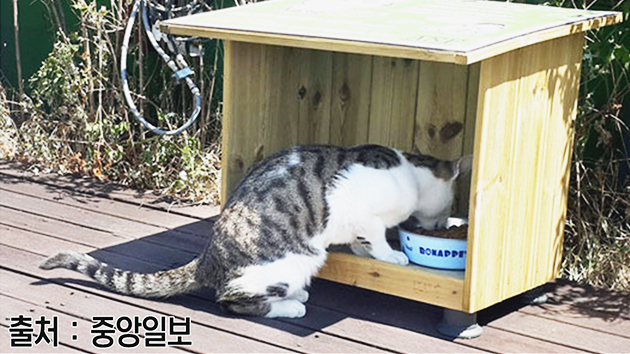 [댓글톡톡] 강동구 '길고양이 급식소'...3년의 기록