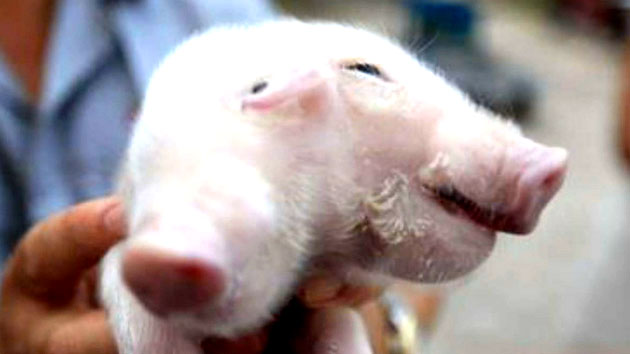 중국에서 머리 둘 달린 새끼 돼지 발견