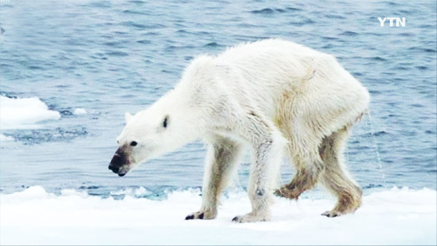 [핫클릭] 북극곰이 온몸으로 보여준 지구 온난화의 실상