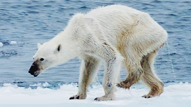 [댓글톡톡] "지구 온난화로 북극곰이 죽어갑니다"