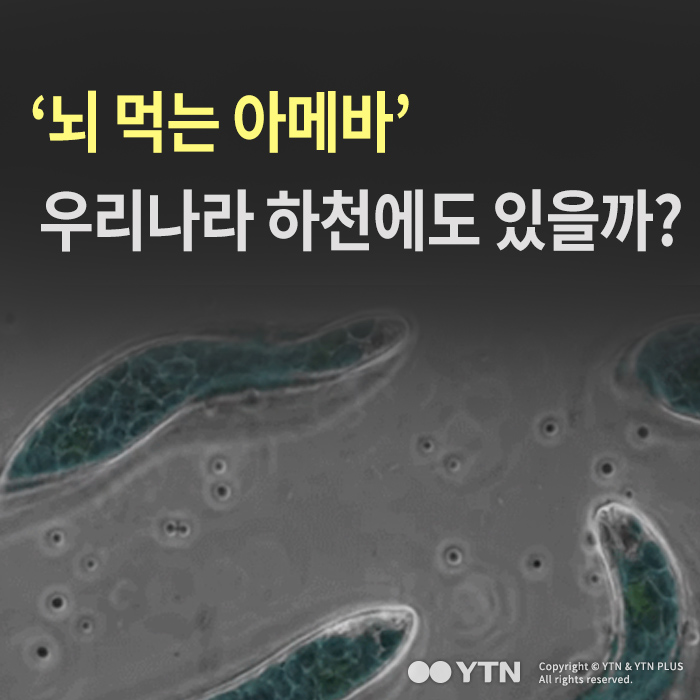 [한컷뉴스] '뇌 먹는 아메바', 우리나라 하천에도 있을까?