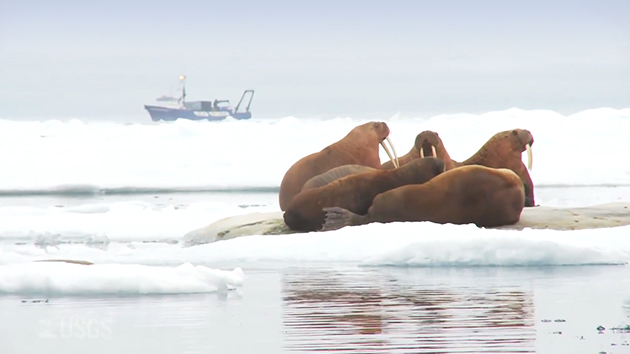 '온난화 난민' 바다코끼리...빙하 녹자 해안으로 몰려