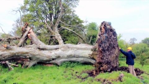폭풍에 쓰러진 나무...천 년간 감춰진 10대 소년의 비극