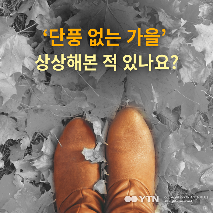 [한컷뉴스] '단풍 없는 가을' 상상해본 적 있나요?